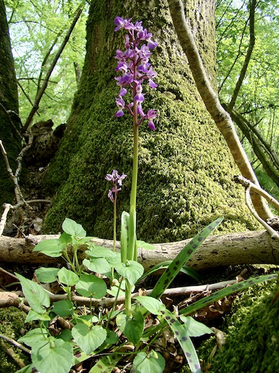 early purple